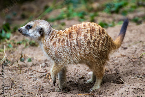 Close up of a meerkat in an animal park in Germany