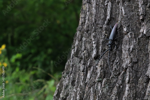 Fototapeta Naklejka Na Ścianę i Meble -  Robak na drzewie