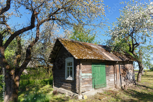 View of blooming apple trees in the garden of a village house