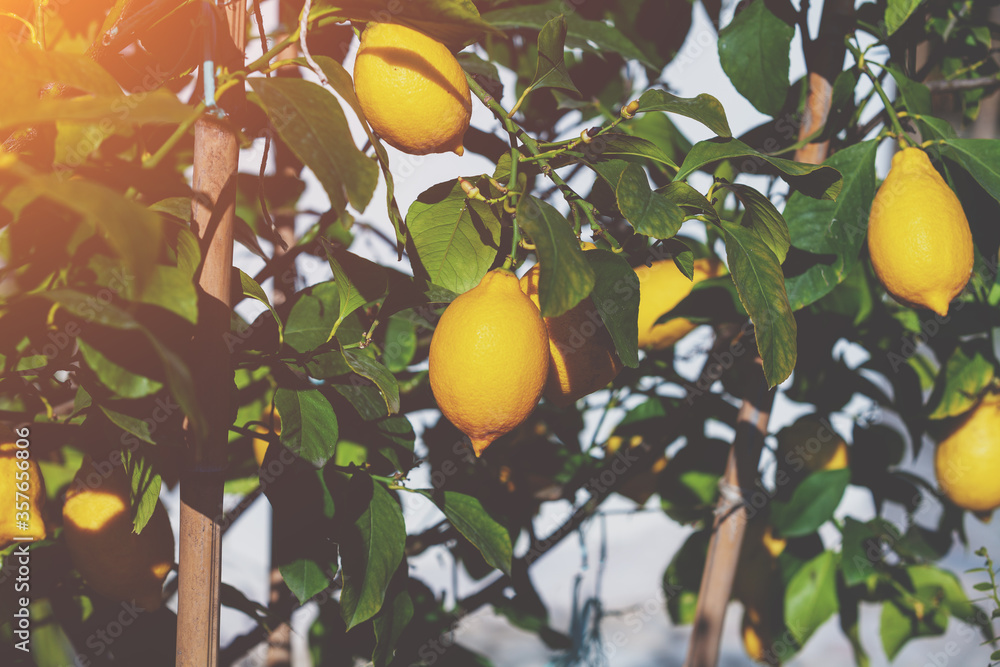 Yellow lemons on the branches of a lemon tree. Nature background