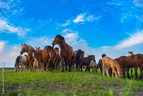 A herd of horses grazes on a field. Photographed against the sky.