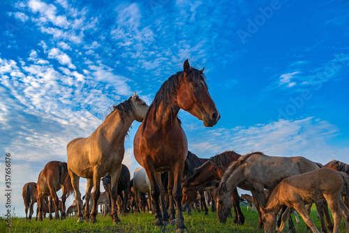 A herd of horses grazes on a field. Photographed against the sky.