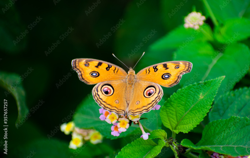 Obraz premium PEACOCK PANSY BUTTERFLY SITTING ON A FLOWER AND SUCKING HONEY