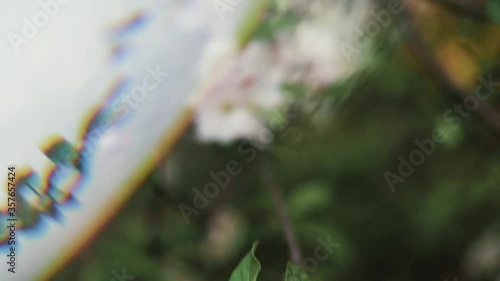 apple blossom through glass prism