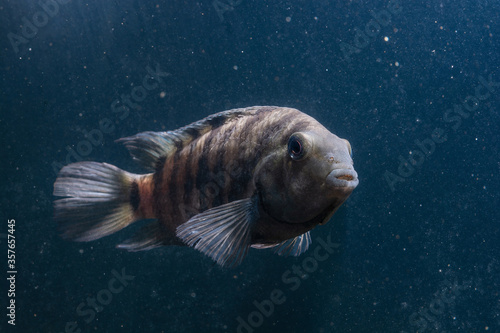 Fish with black stripes. Big beautiful fish underwater. Pets in the aquarium. Cichlid in its natural habitat. Beautiful dark blurred background. Cichlasoma nigrofasciatum. Amatitlania nigrofasciata.  photo