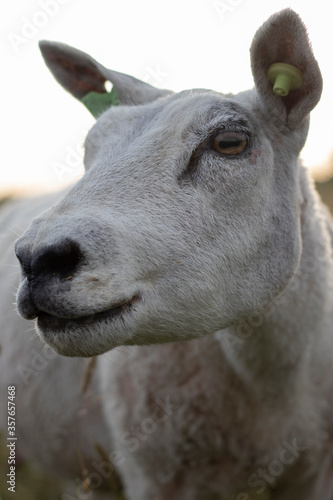 close-up of white sheep © Amber