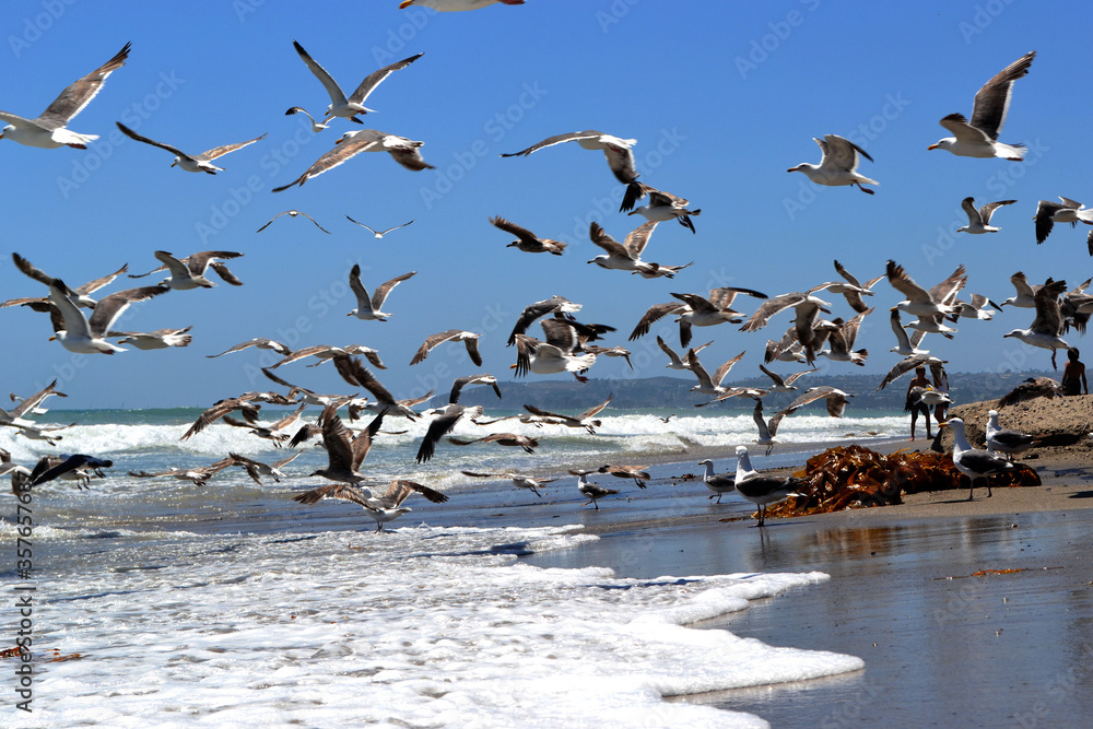 Fototapeta premium Seagulls at the beach