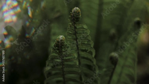 fern leaves through glass prism