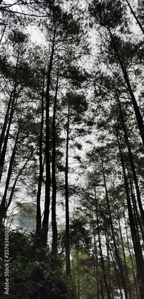 trees in the forest trees in the forest