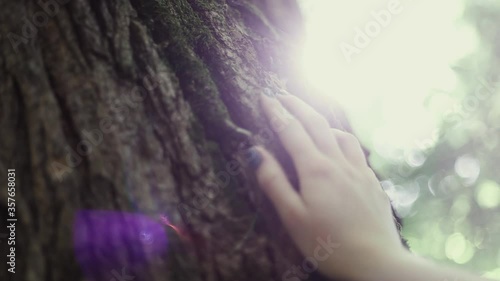 tree, hand and sun