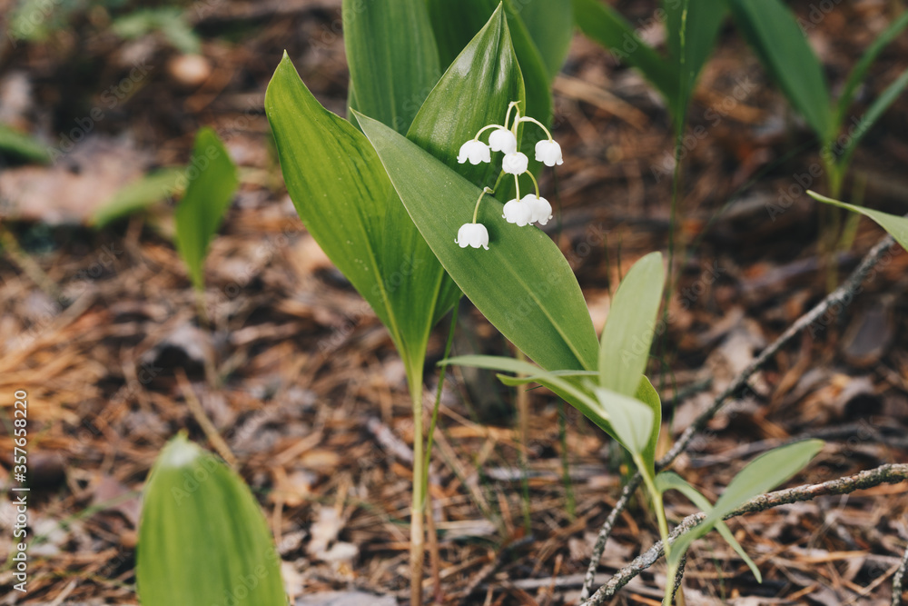 Fototapeta premium wild blooming lilies of the valley in the forest