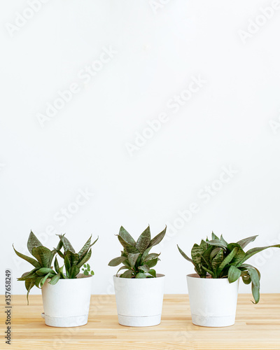 Plants at home on table on white background..