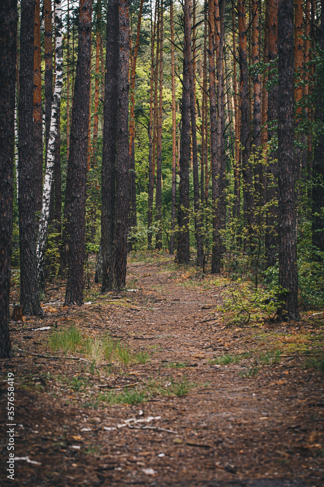 Fototapeta premium Forest dirt road among pines and birches