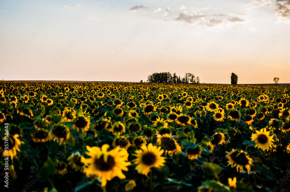 Fototapeta premium El girasol con fuerza