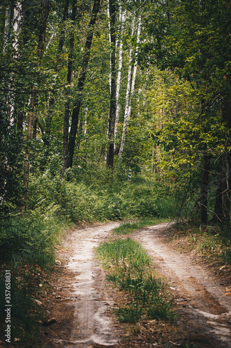 Forest dirt road among pines and birches