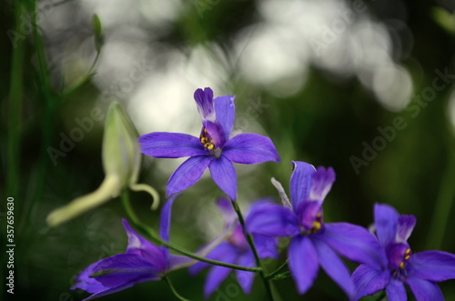Violet flower Viola odorata in a forest