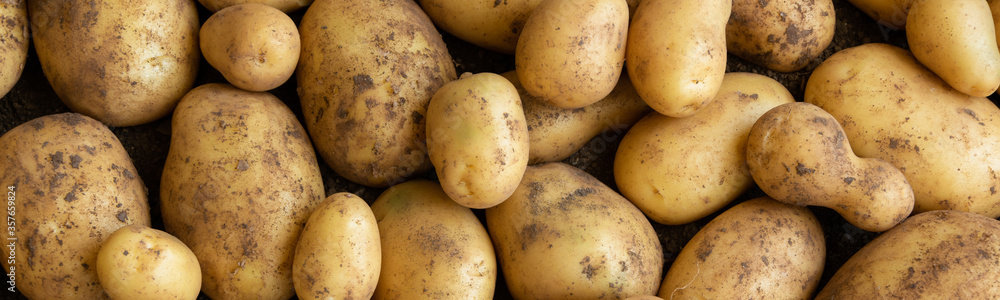 Raw fresh potatoes, healthy country food ingredients Raw fresh potatoes, healthy country food ingredients