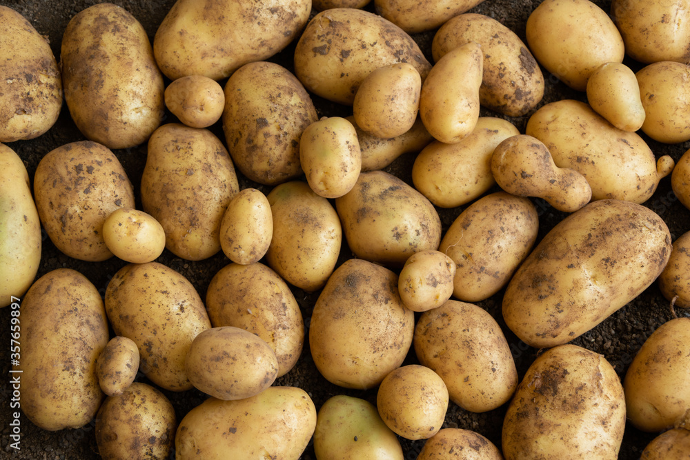 Raw fresh potatoes, healthy country food ingredients Raw fresh potatoes, healthy country food ingredients