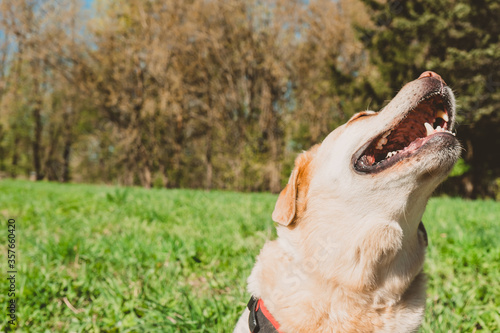 Labrador Retriever laughing on the background of green grass. A happy dog is delighted with a trip to nature.