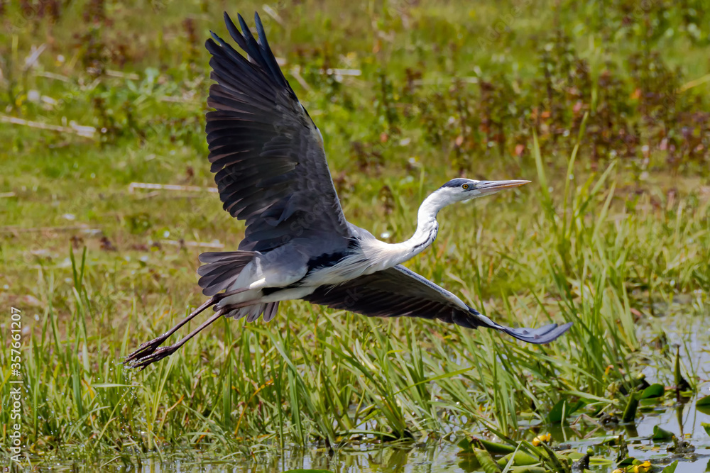 Grey heron near lake shore spreading massive wings in attempt of taking off after fish hunting Grey heron near lake shore spreading massive wings in attempt of taking off after fish hunting