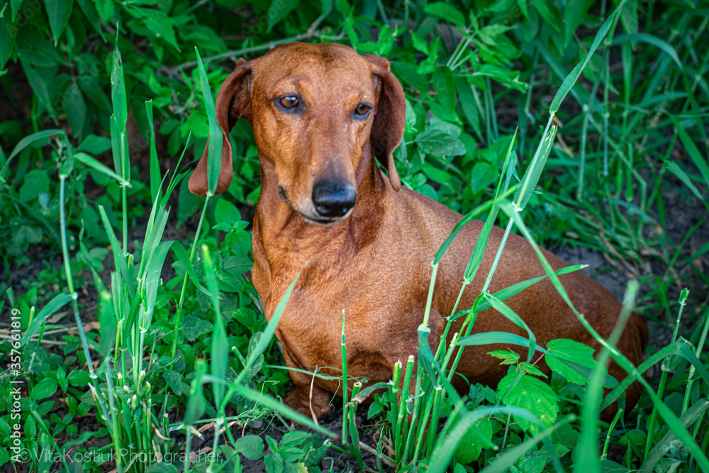 
dog, red-haired dachshund walks in the field