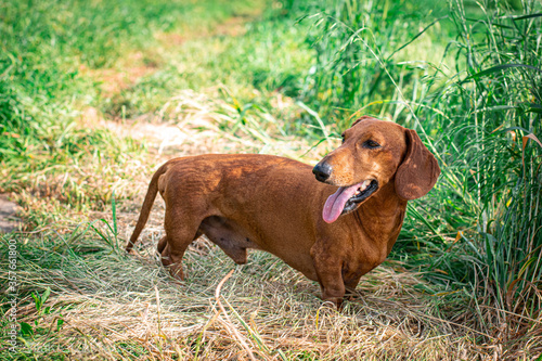  dog, red-haired dachshund walks in the field