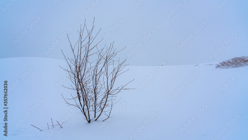 Obraz premium Deciduous Tree In Winter