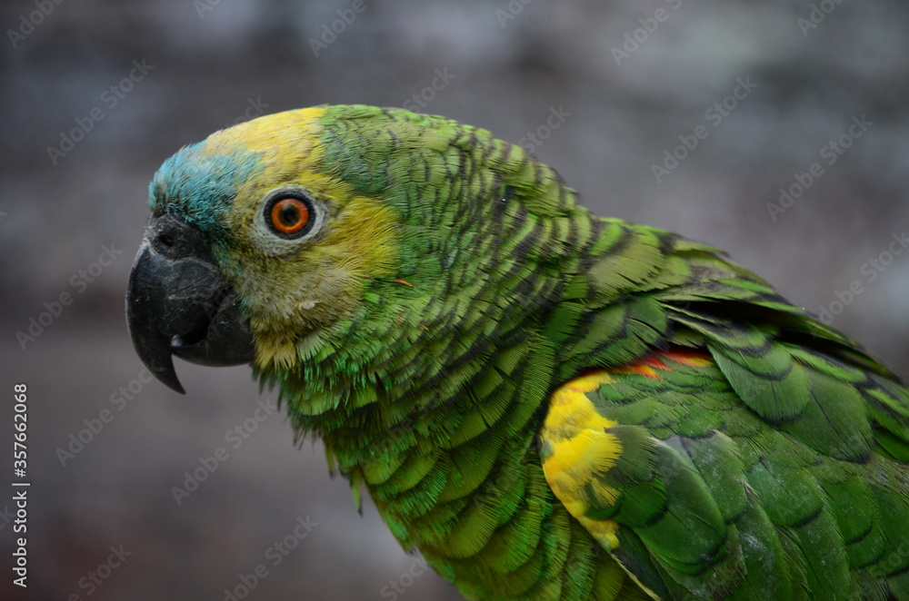 parrot on gray brick background in rain