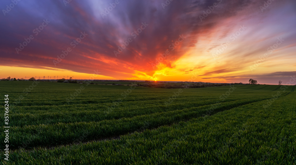 spring panorama of green sown crops during sunset
