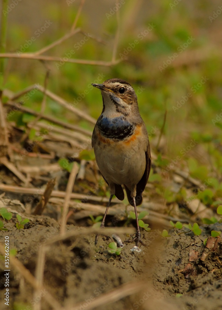 blue throat bird in field blue throat bird in field