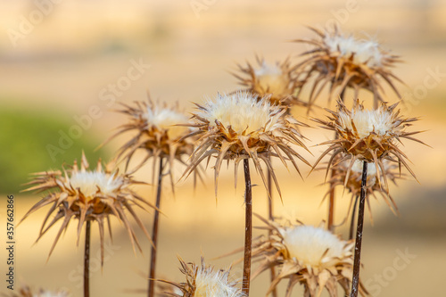 plantas de secano en campos de Seseña, Toledo © DavidRawStudio