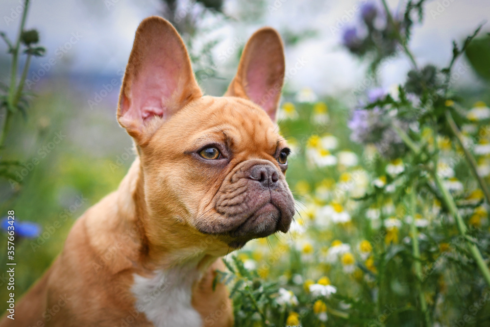 Portrait of beautiful red fawn French Bulldog puppy with 16 weeks between flower meadow durings 