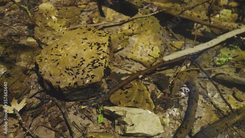 many young tadpoles in the stream photo