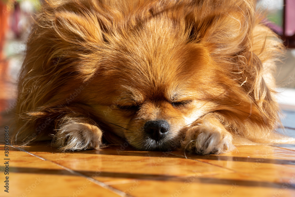 The dog is sleeping. Close-up view.