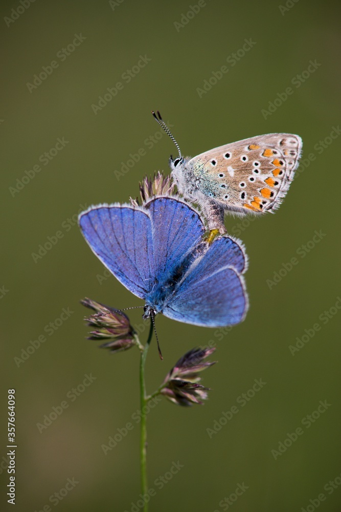 Obraz premium The Common Blue (Plebejus idas) is a species of diurnal butterfly in the blue family
