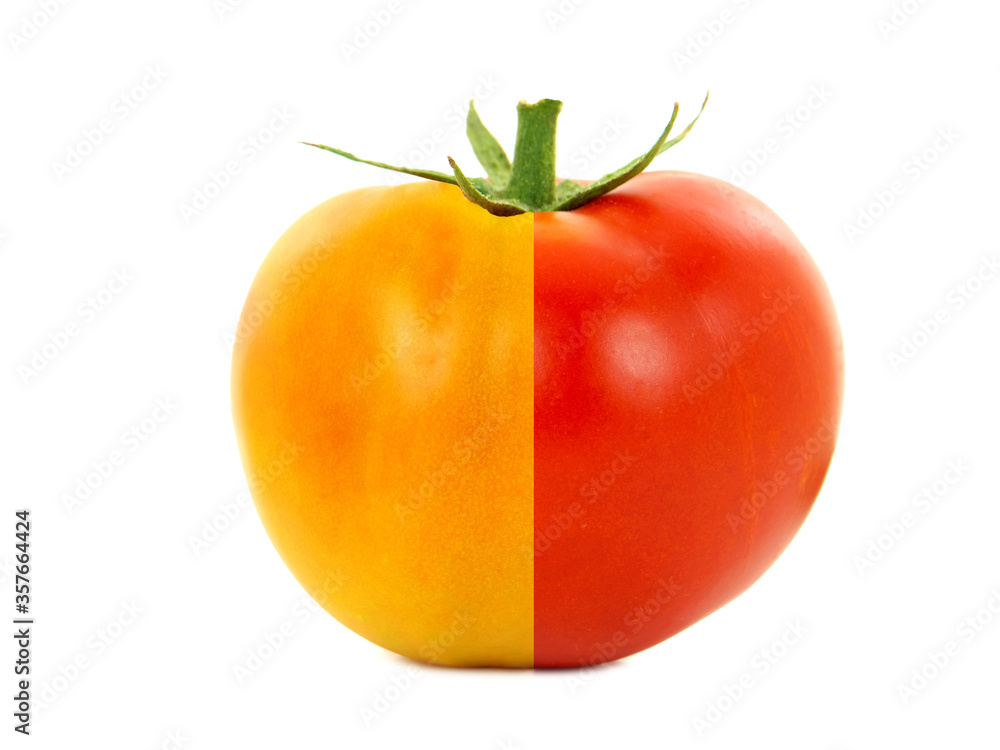 Half ripe and half unripe tomato isolated on white Half ripe and half unripe tomato isolated on white