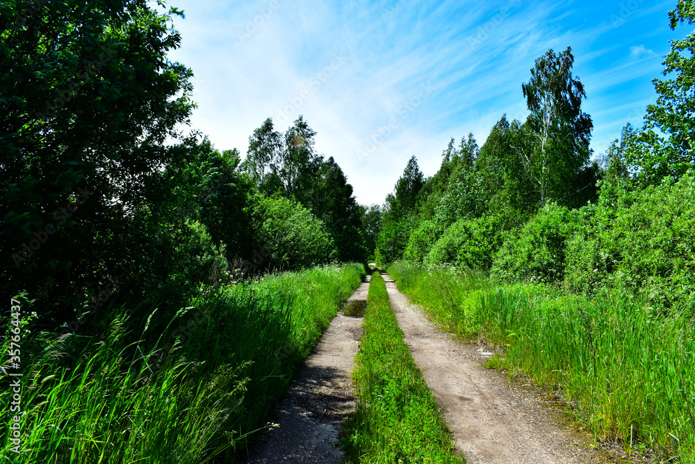 Fototapeta premium road through the forest. tall grass, shrubs and trees