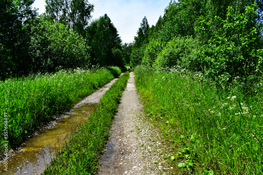road through the forest. tall grass, shrubs and trees road through the forest. tall grass, shrubs and trees