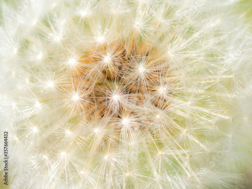 Dandelion Seeds 2