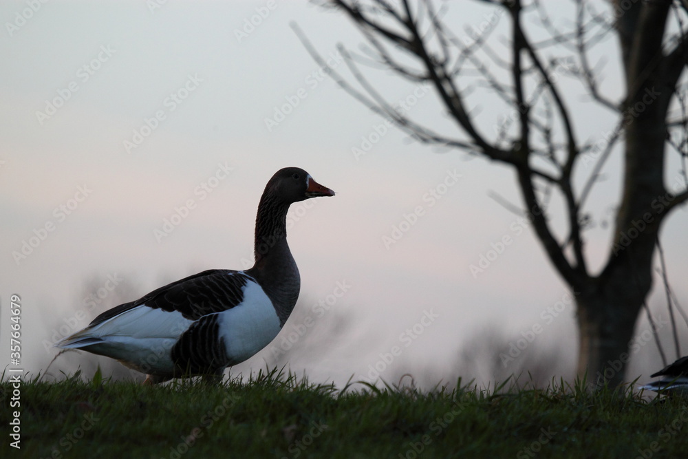 canada goose on the grass at sunset. canada goose on the grass at sunset.