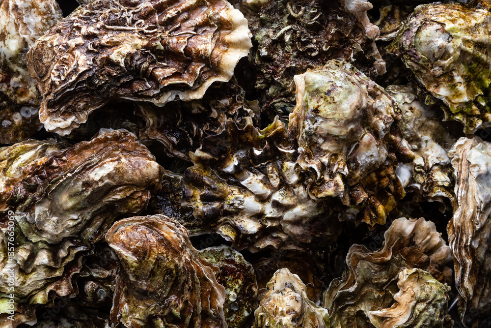 texture of an oyster shell texture of an oyster shell