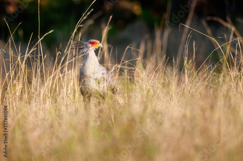 Secretarybird standing in the long grass in a Game Reserve in SKwa Zulu Natal in South Africa photo