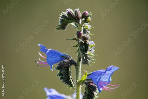 Echium vulgare (Echium vulgare) is a medicinal biennial herb of the family brutnákovitých.