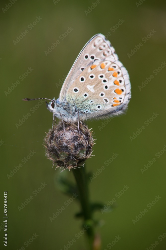 The Common Blue (Plebejus idas) is a species of diurnal butterfly in the blue family The Common Blue (Plebejus idas) is a species of diurnal butterfly in the blue family