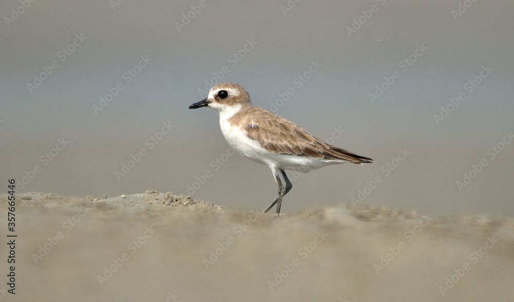 kentish plover bird in a beach kentish plover bird in a beach