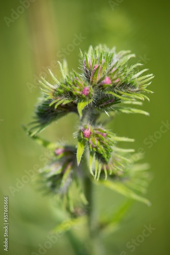 Echium vulgare (Echium vulgare) is a medicinal biennial herb of the family brutnákovitých.