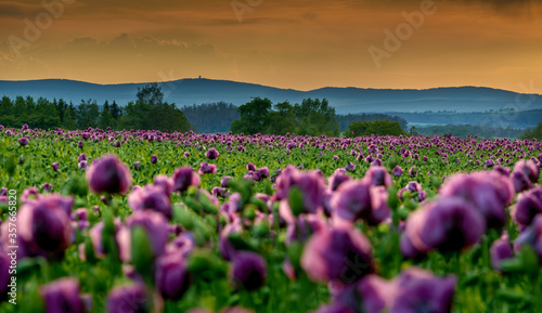 Purple poppy, Czech Republic, Pilsen region, Domazlice