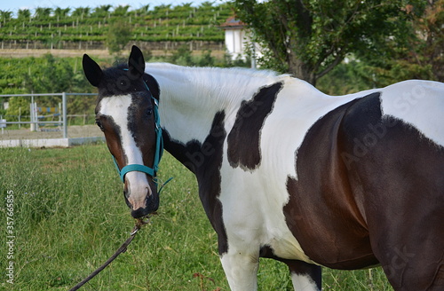 White and brown piebald horse grazing in halter
