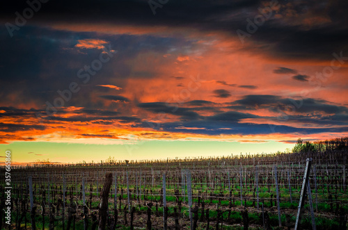 Weingarten mit dunklem Himmel