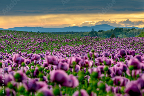 Purple poppy, Czech Republic, Pilsen region, Domazlice